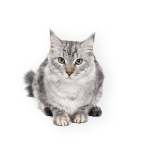 demo-attachment-565-maine-coon-cat-BZGKM7D