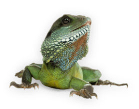 demo-attachment-560-reptile